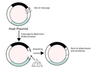 Recombinant Proteins