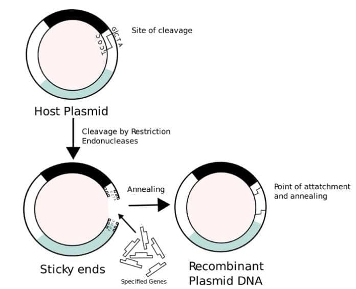 Recombinant Proteins Recombinant Proteins