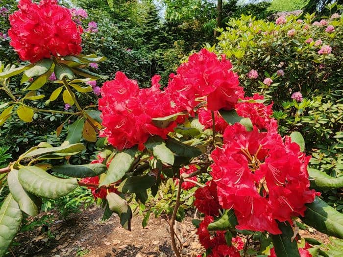 Red Azaleas