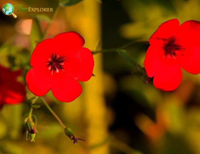 Red Drummond's Phlox Flowers Red Drummond's Phlox Flowers
