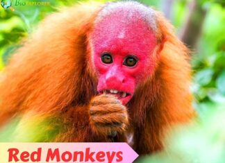 Red Monkeys