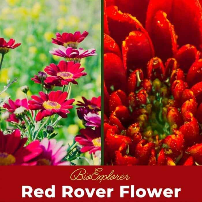 Red Rover