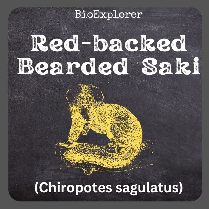 Red-backed Bearded Saki