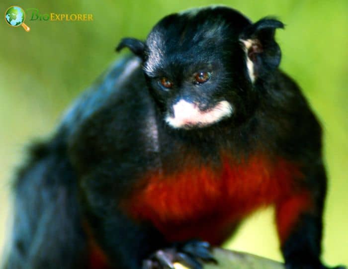 Red Chested Mustached Tamarin Red Chested Mustached Tamarin