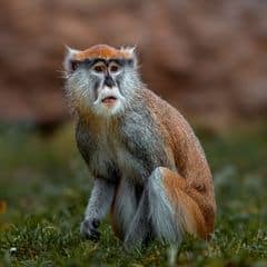 Red-eared Guenon Red-eared Guenon