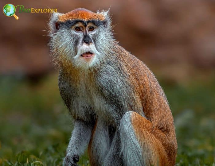 Red-eared Guenon Red-eared Guenon