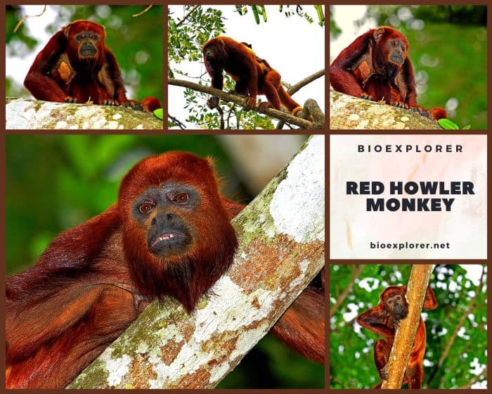 Red Howler Monkey