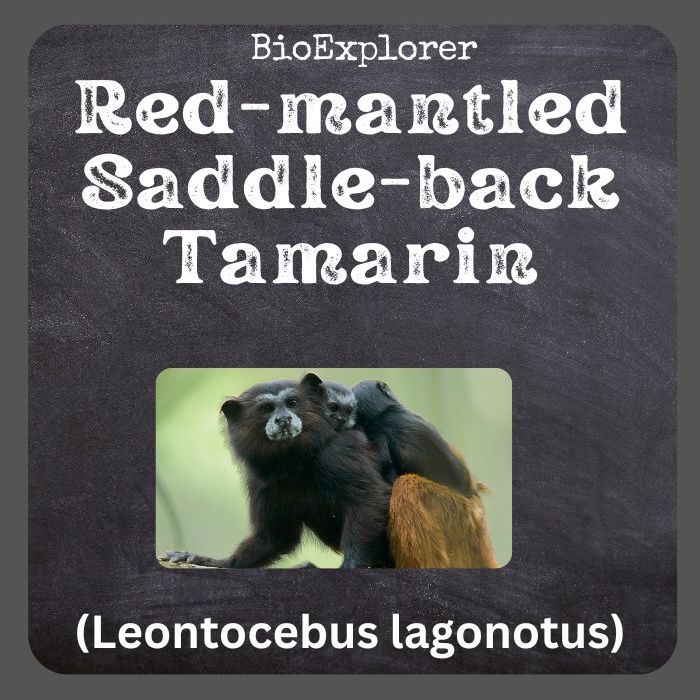 Red-mantled Saddle-Back Tamarin