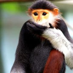 Douc langur Douc langur