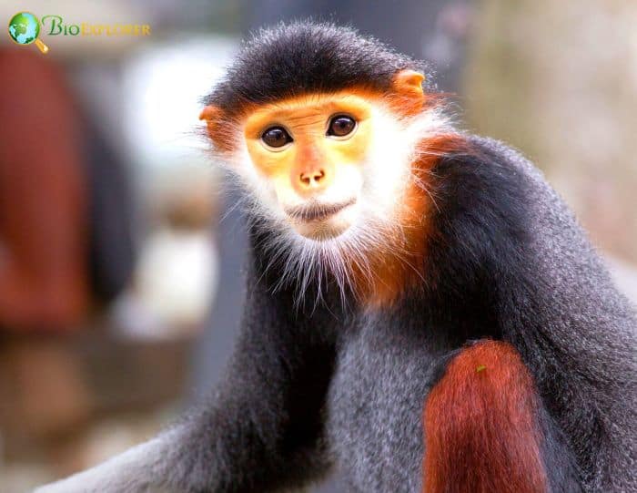 Red Shanked Douc Langur Red Shanked Douc Langur