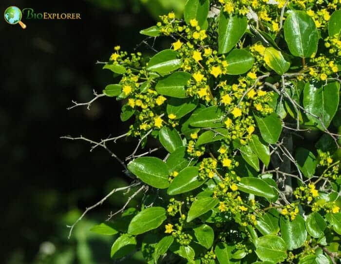 Rhamnaceae Characteristics Rhamnaceae Characteristics