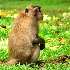 Rhesus Macaque Rhesus Macaque