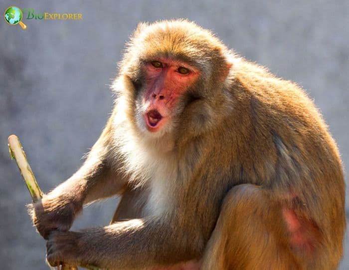 Rhesus Macaque Rhesus Macaque