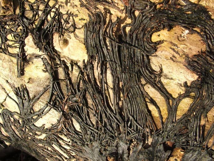Rhizomorphs (Thick Fungal Threads) Rhizomorphs (Thick Fungal Threads)