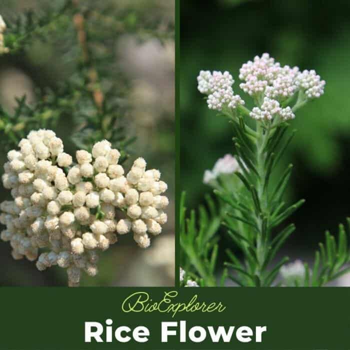 Rice Flower