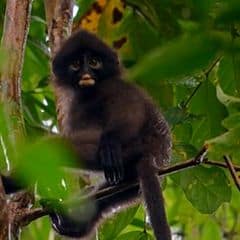 Robinson's banded langur Robinson's banded langur