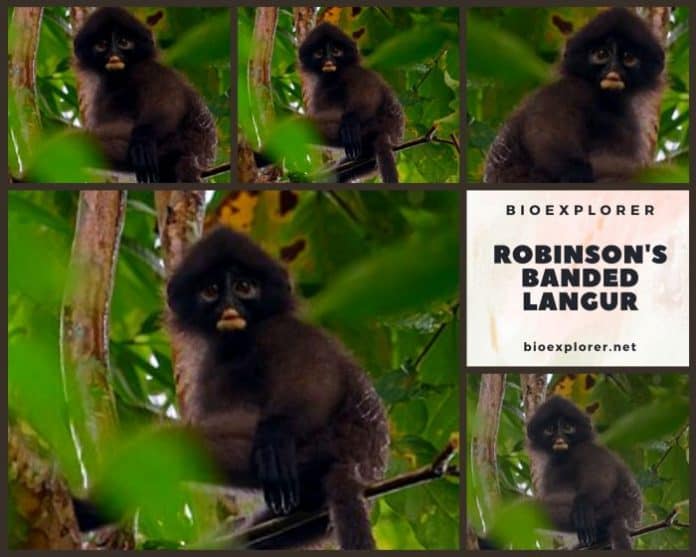 Robinson's Banded Langur Characteristics | Presbytis Robinsoni Facts