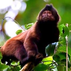 Crested Capuchin Crested Capuchin