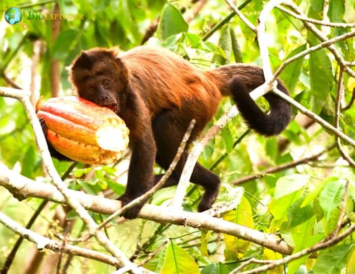 Robust Capuchin Monkey Robust Capuchin Monkey