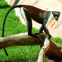Roloway Monkey Roloway Monkey
