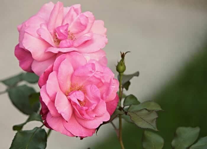 Rosa Canina