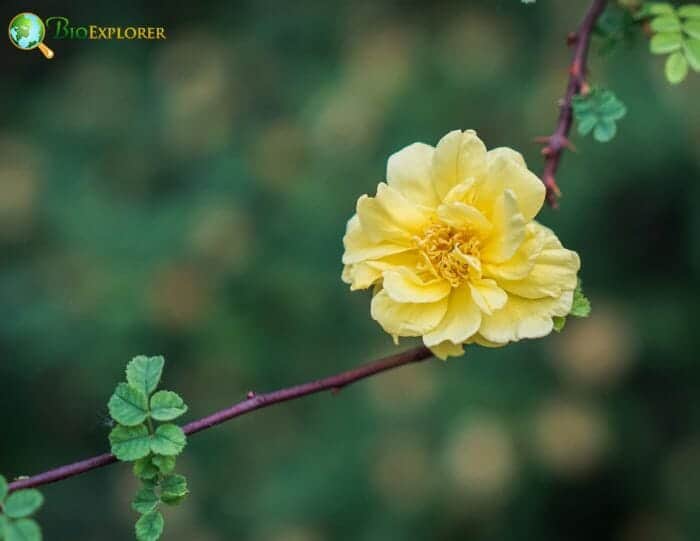 Rosaceae Characteristics Rosaceae Characteristics