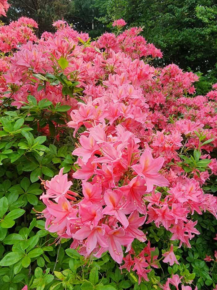 Rose Azalea Flowers