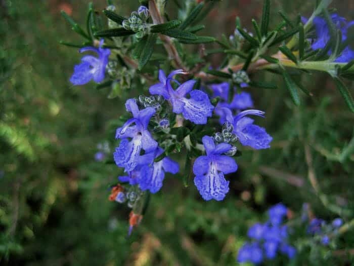 Rosemarinus Officinalis Flowers