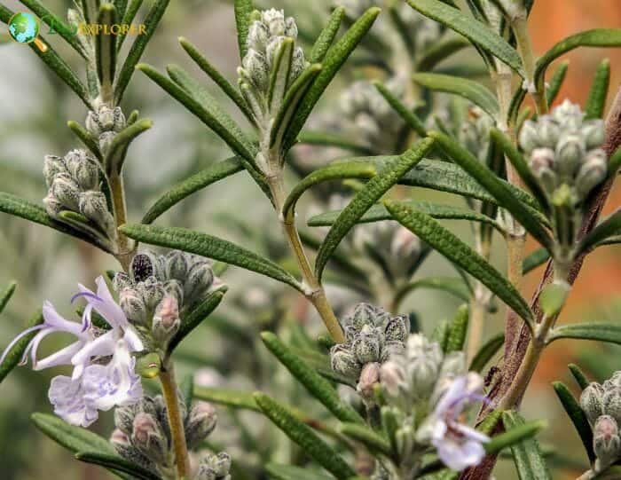 Rosemary Flowering Plants