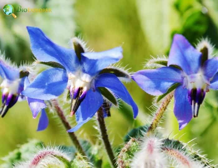 Rosemary Flowers