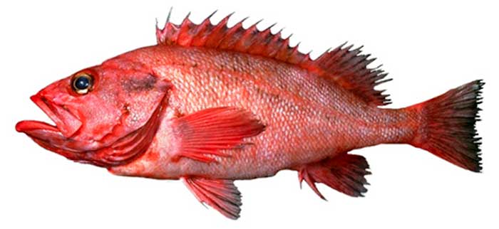 Rough Eye Rockfish Rough Eye Rockfish