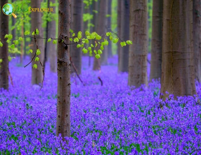 Royal Bluebell Flower Wahlenbergia