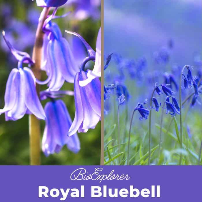 Royal Bluebell Flower Wahlenbergia