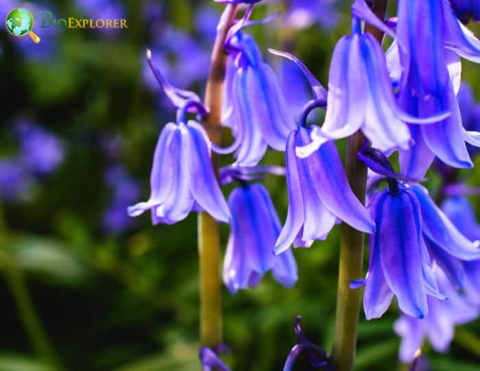 Royal Bluebell Flower, Wahlenbergia Gloriosa