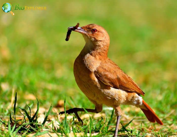 Rufous Hornero Feeding Habits