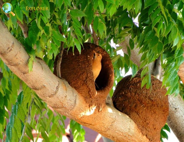 Rufous Hornero Names and Taxonomy