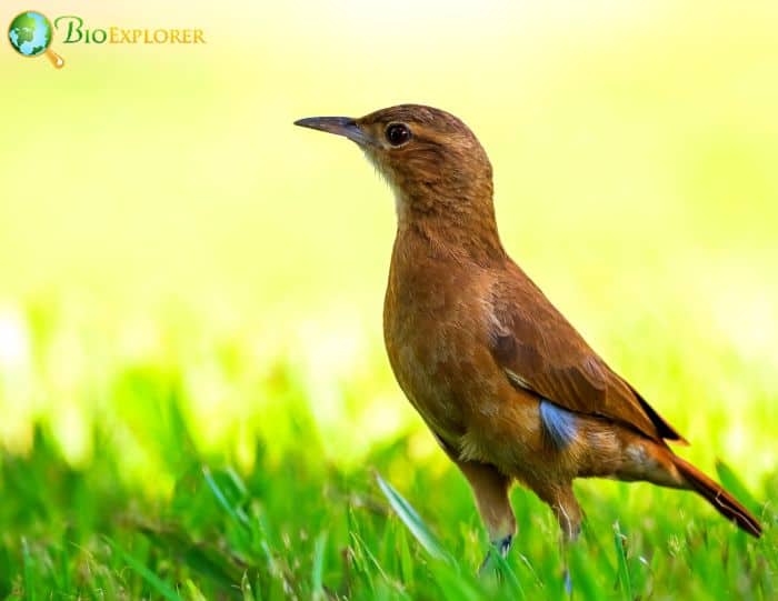 Rufous Hornero Physical Description