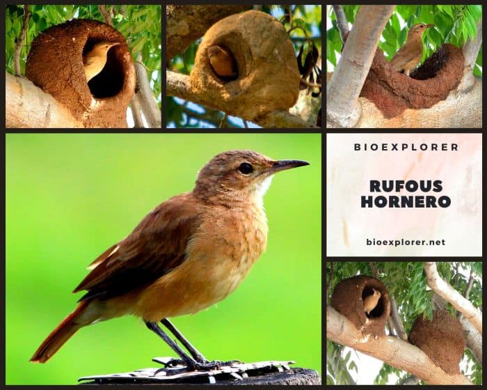 Rufous Hornero