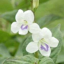 Rustweed flower (Tetrachondraceae) Rustweed flower (Tetrachondraceae)