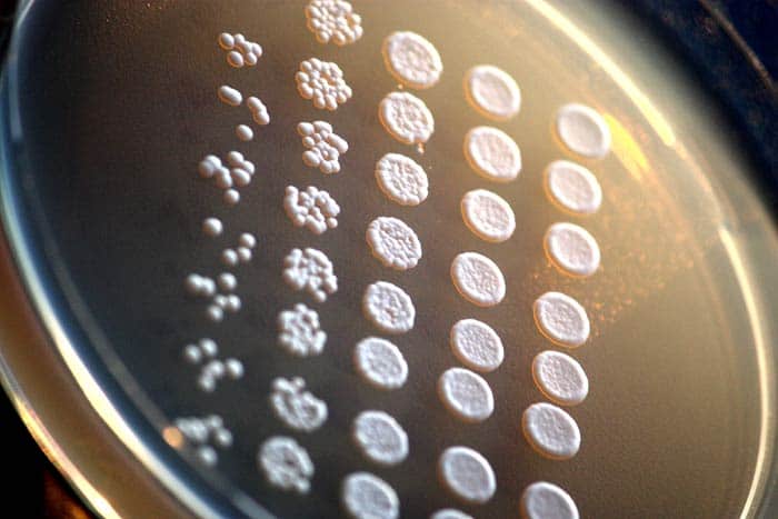 Saccharomyces Cerevisiae Saccharomyces Cerevisiae