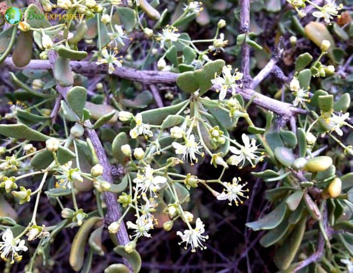 Salt Tree Flowers (Nitraria retusa) Salt Tree Flowers (Nitraria retusa)