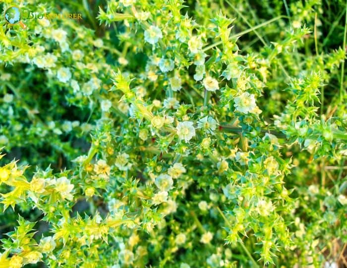 Saltwort Saltwort