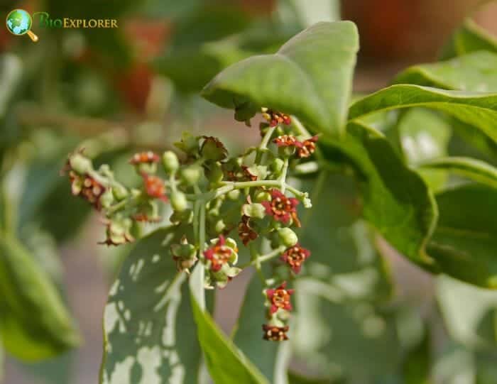 Santalales Flowers and Reproduction Santalales Flowers and Reproduction