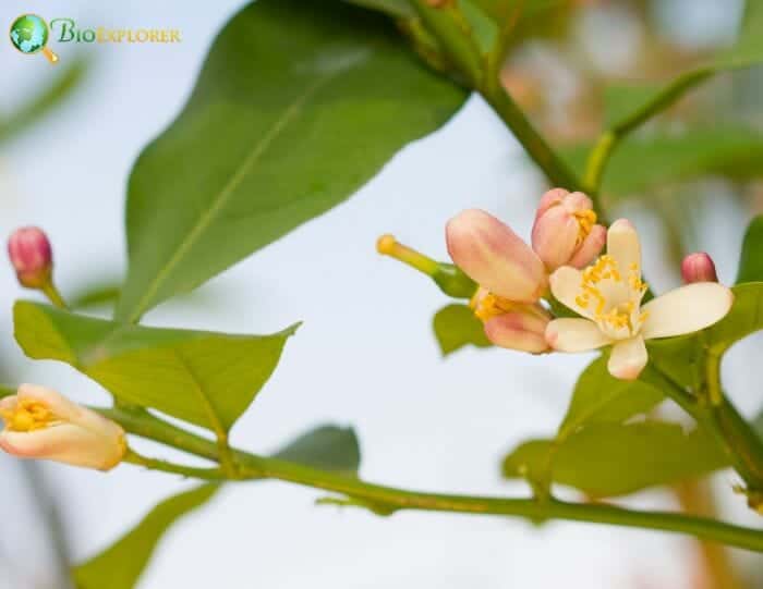 Sapindales Flowers and Reproduction Sapindales Flowers and Reproduction