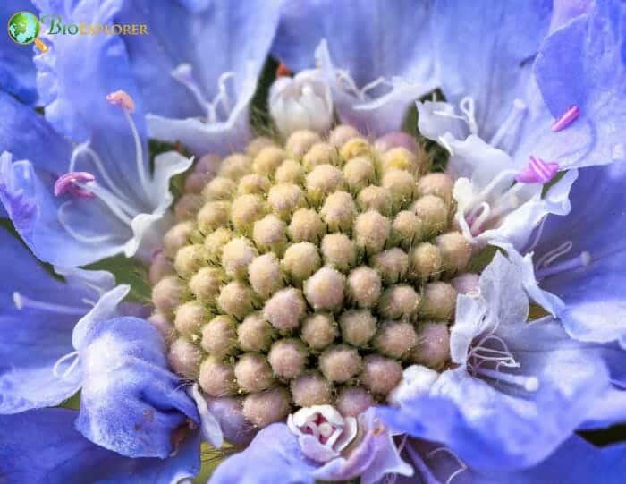 Scabiosis Flowers