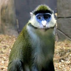 Black-cheeked White-nosed Monkey Black-cheeked White-nosed Monkey