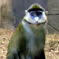 Black-cheeked White-nosed Monkey