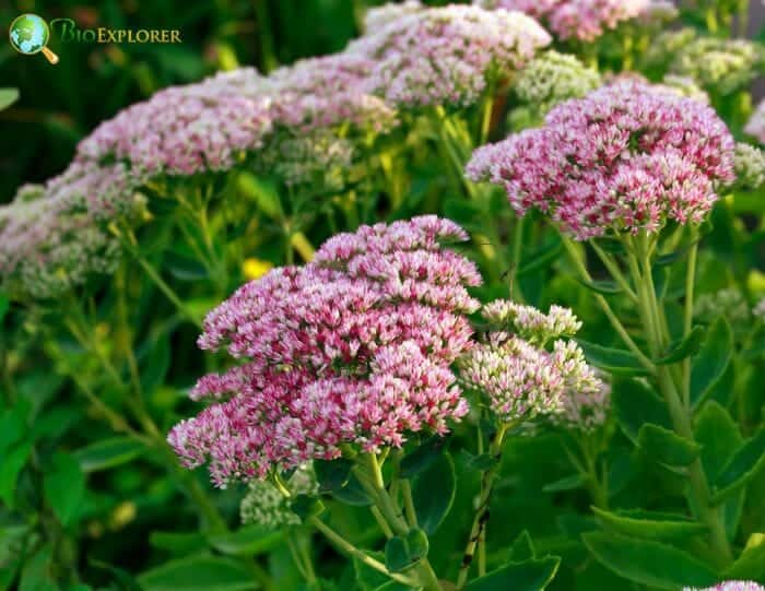 Sedum Flowering Plants