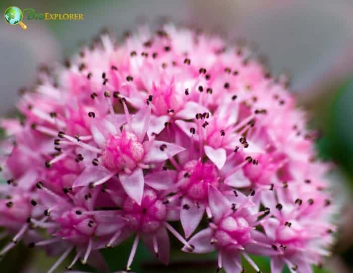 Sedum Flowers Bunch