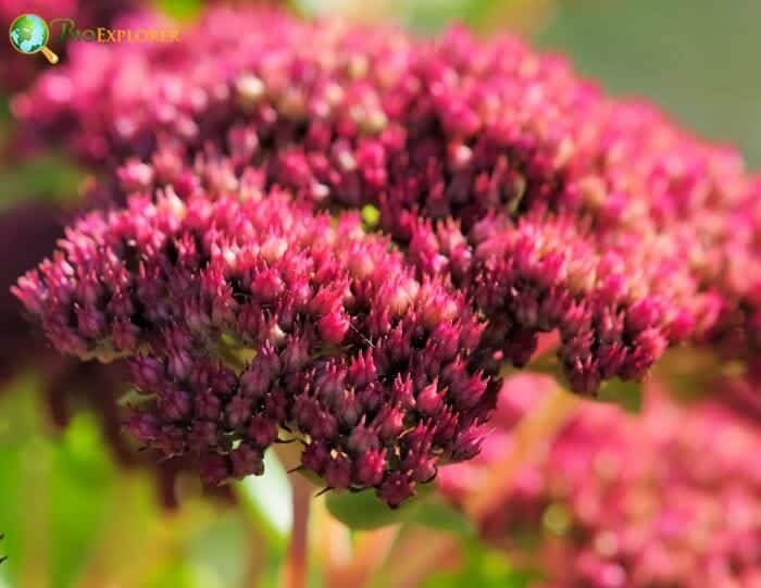 Sedum Flowers